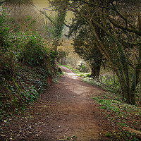 Buy canvas prints of The Sloping Path by Heather Goodwin