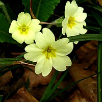 Buy canvas prints of Wood Primrose by Heather Goodwin