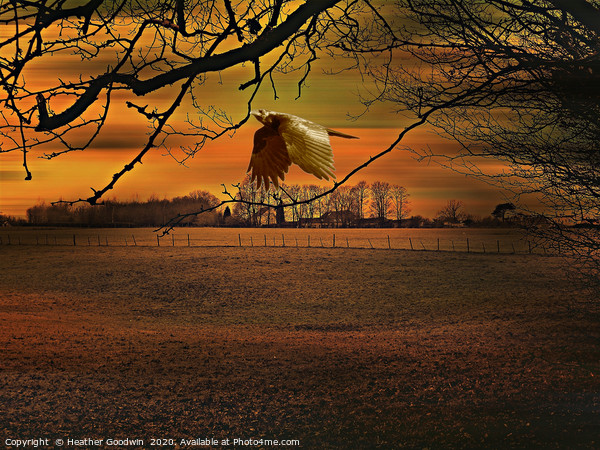 Raven's Awakening Framed Print by Heather Goodwin