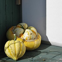 Buy canvas prints of Glorious Gourds by Heather Goodwin