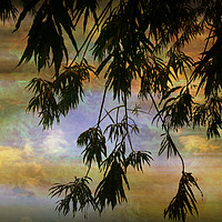 Buy canvas prints of Tropical Evening by Heather Goodwin