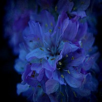 Buy canvas prints of Flower in Blue by Heather Goodwin