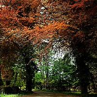 Buy canvas prints of The Copper Beeches by Heather Goodwin