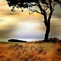 Buy canvas prints of Somerset  Savannah by Heather Goodwin