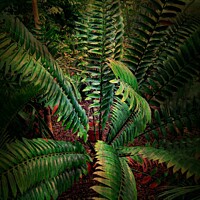 Buy canvas prints of Tropical Leaves - Cycads by Heather Goodwin