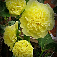 Buy canvas prints of  Yellow Hollyhock by Heather Goodwin