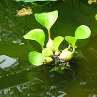 Buy canvas prints of Water chestnuts afloat. by Heather Goodwin