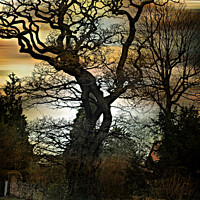 Buy canvas prints of Mighty Oak by Heather Goodwin