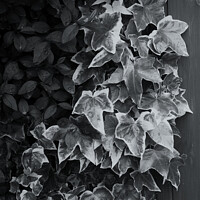 Buy canvas prints of Ivy - Study in Black and White by Heather Goodwin