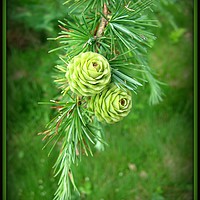 Buy canvas prints of Two Lone Cones in Green. by Heather Goodwin
