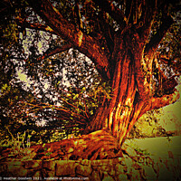 Buy canvas prints of Twisted Tree by Heather Goodwin