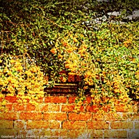 Buy canvas prints of Mellow Yellow by Heather Goodwin