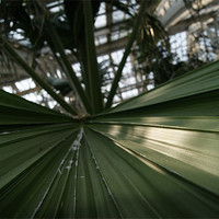 Buy canvas prints of palm leaf in kew garden greenhouse by gavin mcwalter