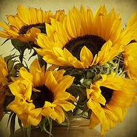 Buy canvas prints of Vintage Sunflowers In A Jar by Lynne Davies