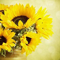 Buy canvas prints of Sunflowers In A Jar by Lynne Davies