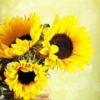 Buy canvas prints of Yellow Sunflowers In A Jar  by Lynne Davies