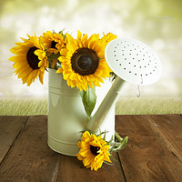 Buy canvas prints of Yellow Sunflowers In A WGreen Watering Can by Lynne Davies