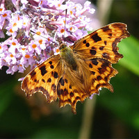 Buy canvas prints of Comma feeding by susan potter