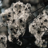 Buy canvas prints of old man's beard by susan potter
