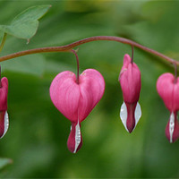 Buy canvas prints of Bleeding Hearts by susan potter