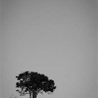Buy canvas prints of Lone Tree by Martyn Taylor