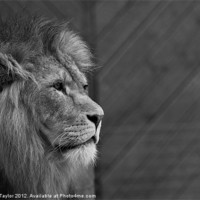 Buy canvas prints of Lion #5 by Martyn Taylor