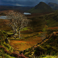 Buy canvas prints of Lone Tree, The Quiraing by Judy Andrews