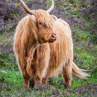 Buy canvas prints of Highland Cow by David Pringle