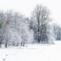 Buy canvas prints of Winter Woodland by David Pringle