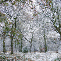 Buy canvas prints of Winter Woodland by David Pringle