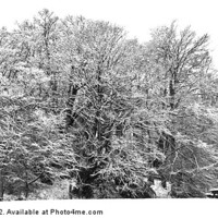Buy canvas prints of Snow Scene In Monochrome by David Pringle