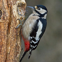 Buy canvas prints of Great Spotted Woodpecker by David Pringle