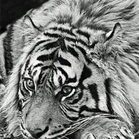 Buy canvas prints of Sumatran Tiger by David Pringle