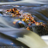 Buy canvas prints of Autumn Leaves In Water by David Pringle