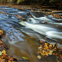 Buy canvas prints of Autumn Leaves In Water II by David Pringle