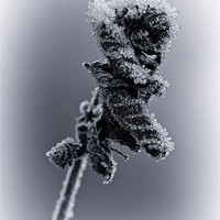 Buy canvas prints of Frosted Leaves by David Pringle