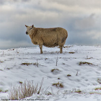 Buy canvas prints of Sheep in Snow by David Pringle