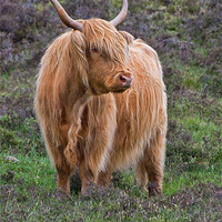 Buy canvas prints of Highland Cow by David Pringle