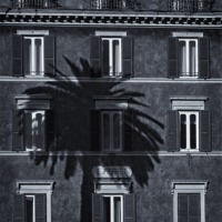Buy canvas prints of Palm Tree by David Pringle