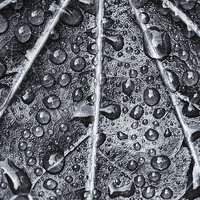 Buy canvas prints of Leaf by David Pringle