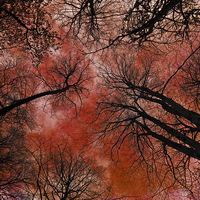 Buy canvas prints of Tree Canopy by David Pringle