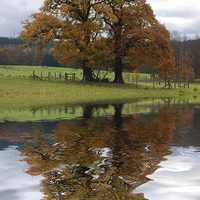 Buy canvas prints of Autumn Tree Reflection by David Pringle