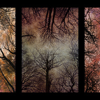 Buy canvas prints of Tree Canopy Triptych by David Pringle