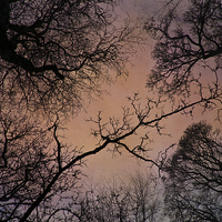 Buy canvas prints of Winter Tree Canopy by David Pringle