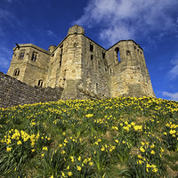Buy canvas prints of Warkworth Castle in Spring by David Pringle