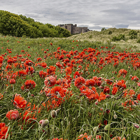 Buy canvas prints of Poppies by David Pringle