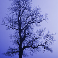 Buy canvas prints of Tree Skeleton by David Pringle