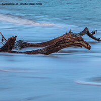 Buy canvas prints of Driftwood by David Pringle