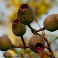 Buy canvas prints of Gum Nuts by Bec Trinick