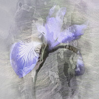 Buy canvas prints of Purple Iris by Lynn Bolt